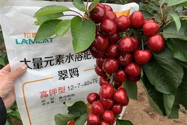 种辣椒用什么肥料比较好