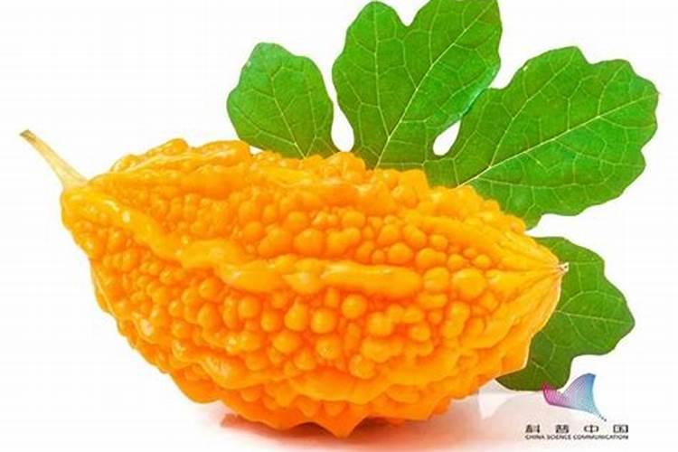 苦瓜用什么肥料最好