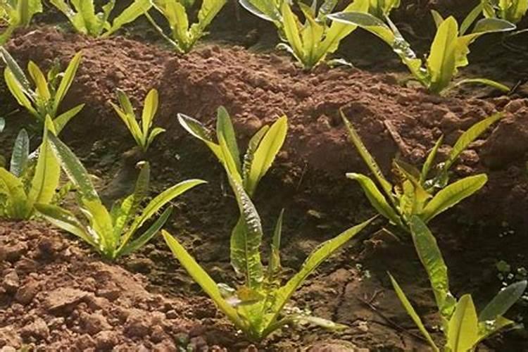 莴笋种植依靠高钾复合肥可行吗