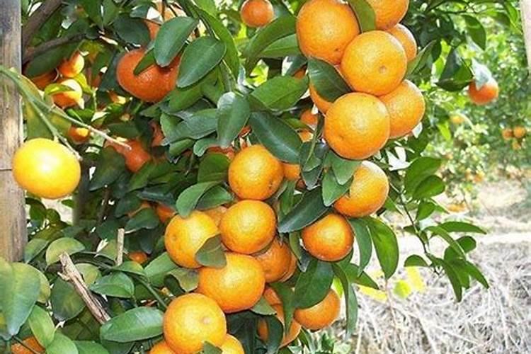 沙糖桔保花保果用什么药