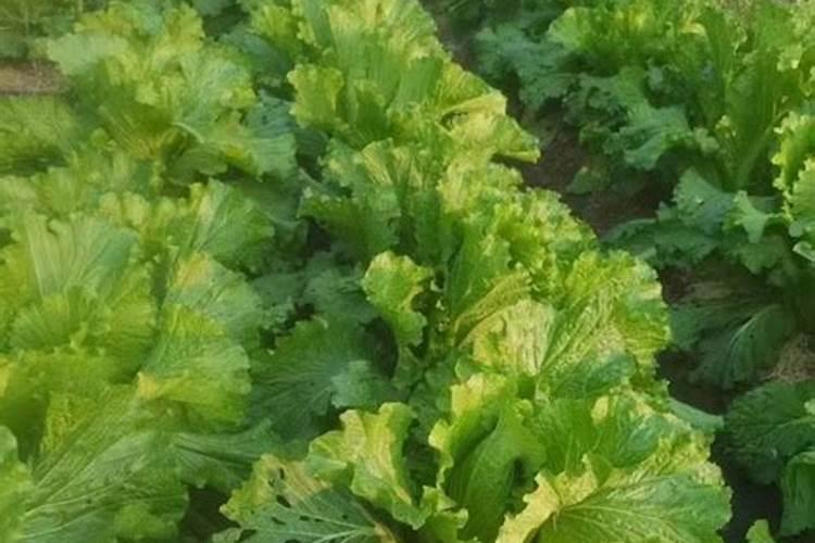 阿道姆(青岛)肥料有限公司怎么样？