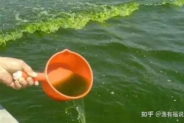 蓝藻的危害？怎样治理蓝藻？