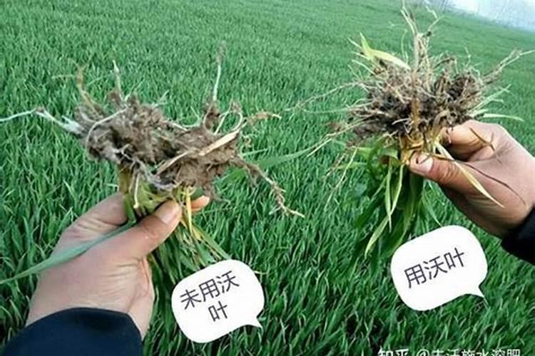 小麦叶面肥降温前几天打？