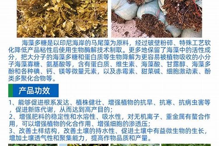 海藻是什么？
