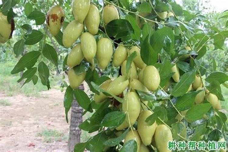 硝酸磷肥可以和含有腐殖酸复合肥一起用吗？