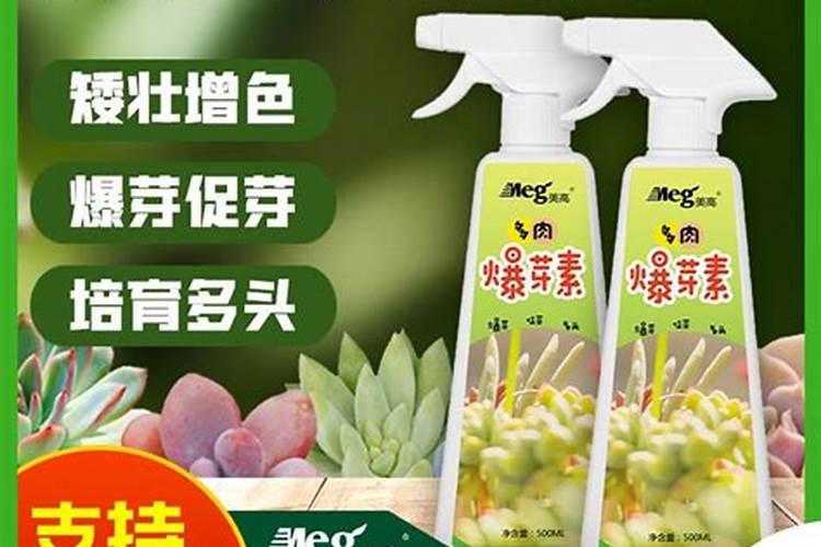 多肉植物用什么肥料最好