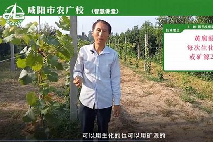 阳光玫瑰葡萄技术得到了种植户的认可吗？
