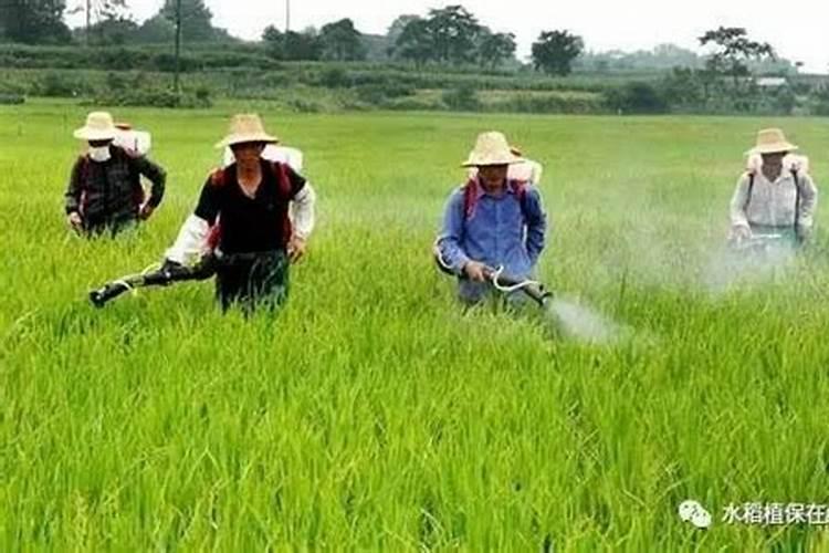 用什么叶面肥可以使荔枝熟得颜色好