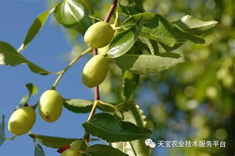 台湾青枣施肥技术