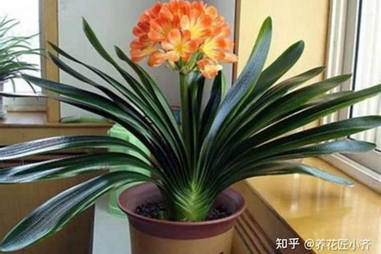 君子兰要在什么季节施肥