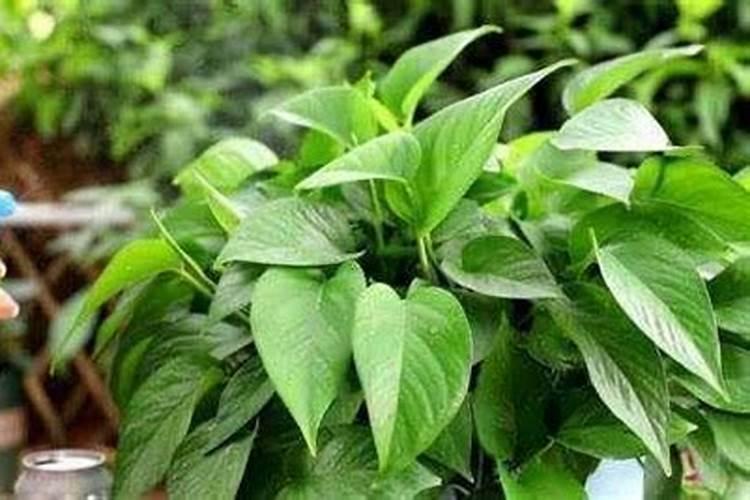 绿萝施肥用什么最好