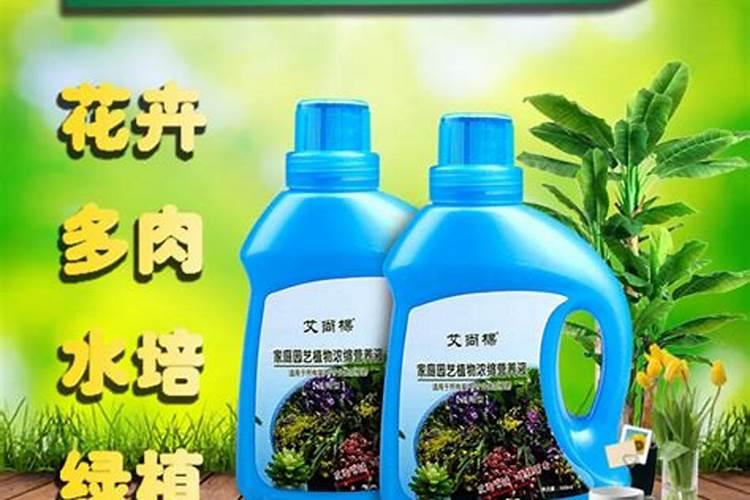 施什么肥让月季花开又多又大花瓣厚(自制月季花肥料)