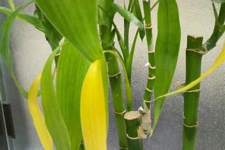 如何在治愈富贵竹时避免黄叶烂根的困扰？