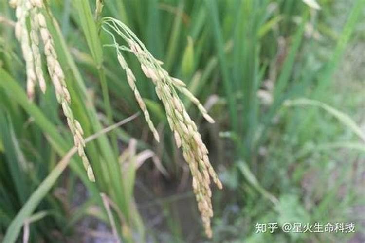 磷肥对果树起什么作用