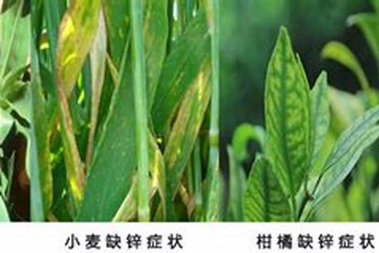 果树缺锌时有哪些症状？