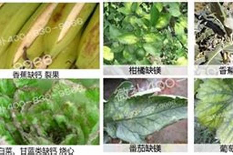 如何施用？钙肥有哪些种类？