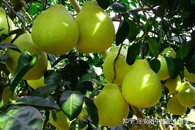 颗粒硼肥的正确使用方法