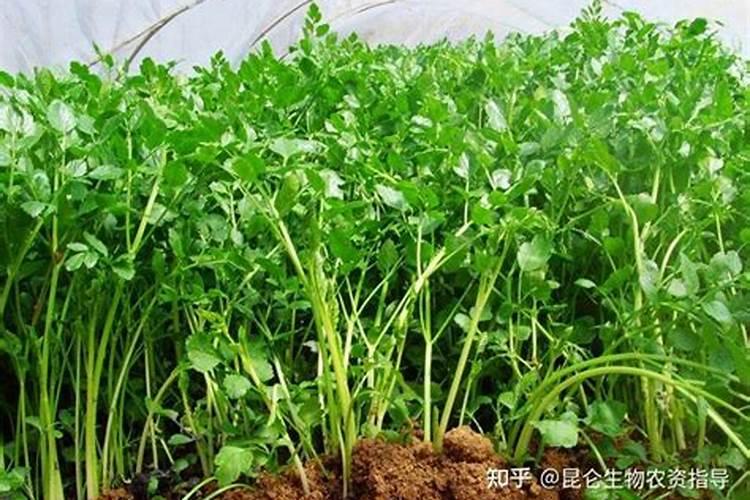 黄腐酸可以缓解土壤盐碱化吗