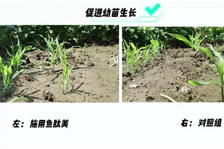 玉米缺肥什么表现？
