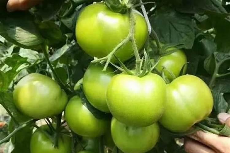 番茄挂果后怎么施肥