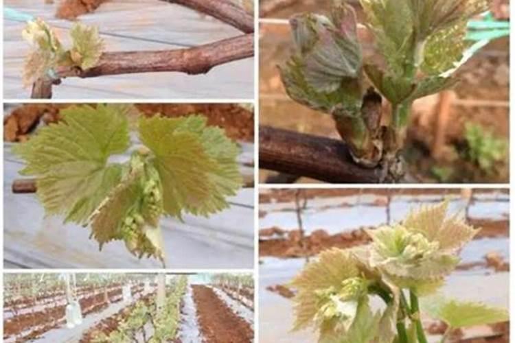 葡萄硼肥什么时候打最好？开花前？还是花期打？