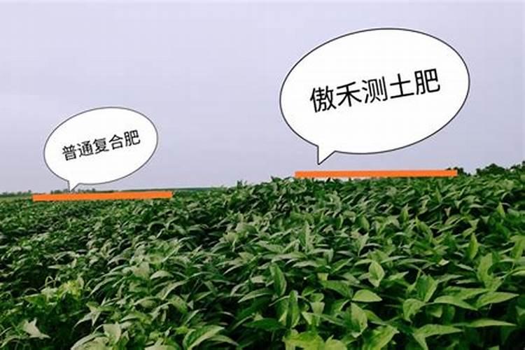 大田作物开春补钙很重要,原因是什么呢？