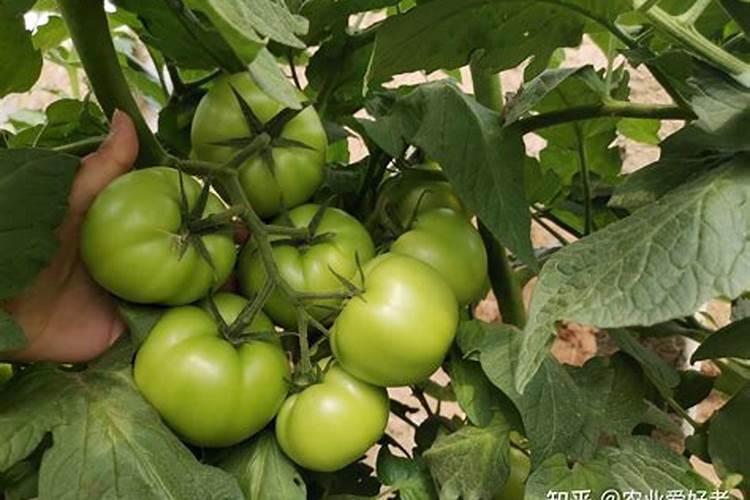 什么时候给杜鹃花喷叶面肥合适？