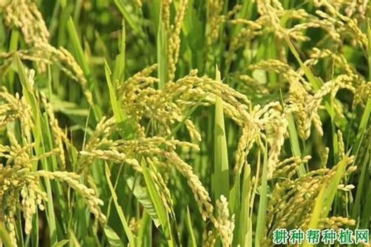 杜鹃花怎么施肥施什么肥