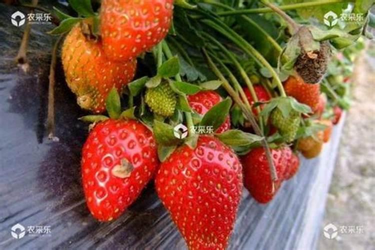 杜鹃花的施肥施肥方法和杜鹃花的养护