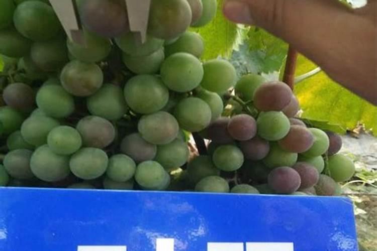 只长叶不开花缺什么肥,种花草用什么土和肥料