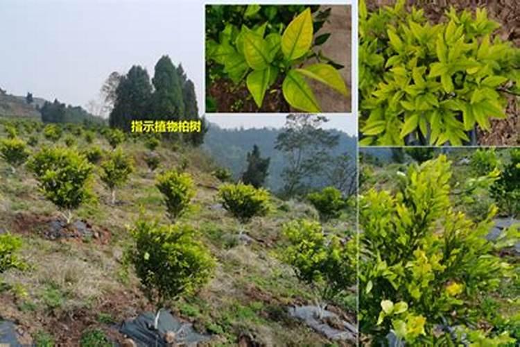 什么花需要蛋壳粉