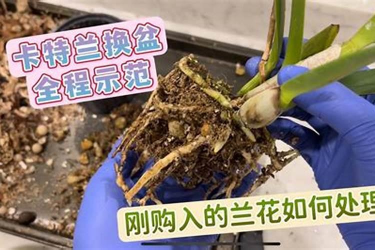 兰花带花苞怎样施肥