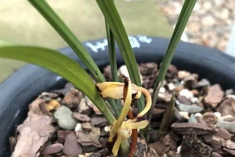 兰花带花苞怎样施肥