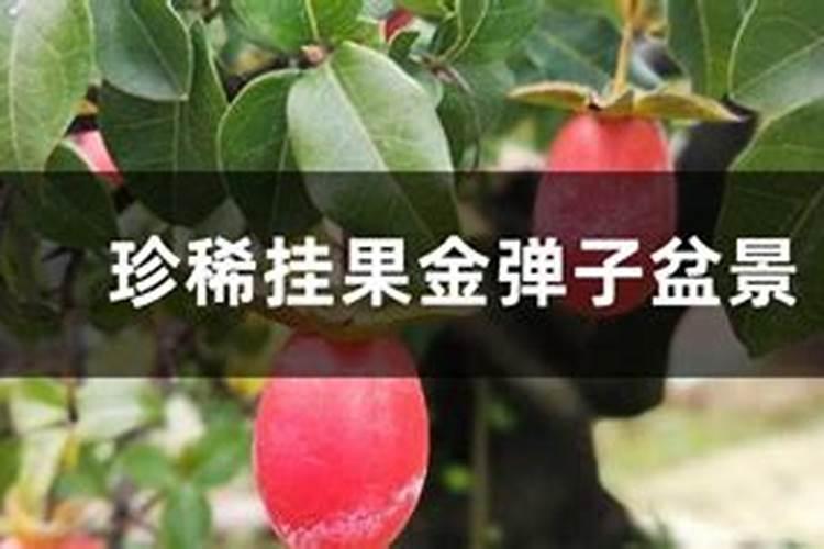 金弹子结果开花后还能上肥吗？