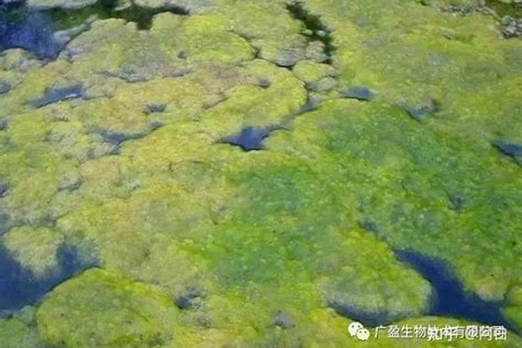 水溶肥的前十名水溶肥厂家有那些水溶肥的前十名