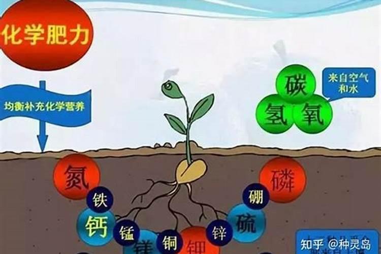 柑橘喷施叶面肥有哪些讲究？