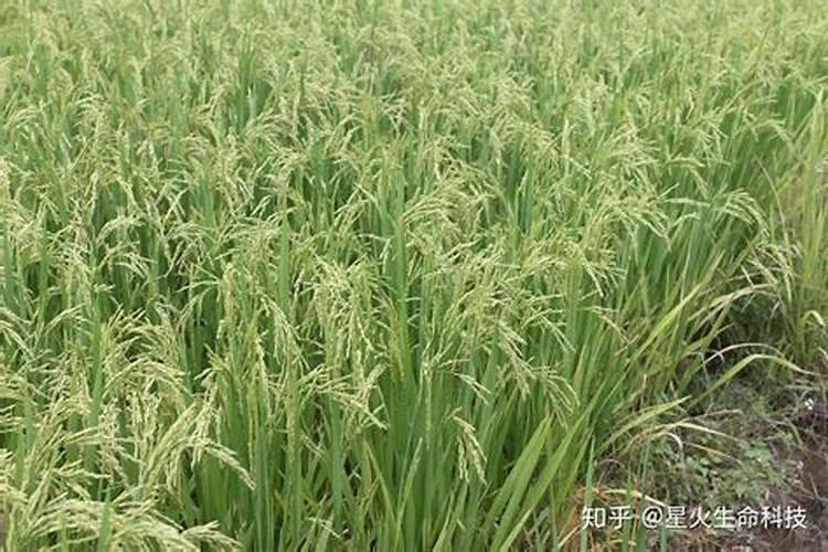 苦瓜施肥烧根怎么办