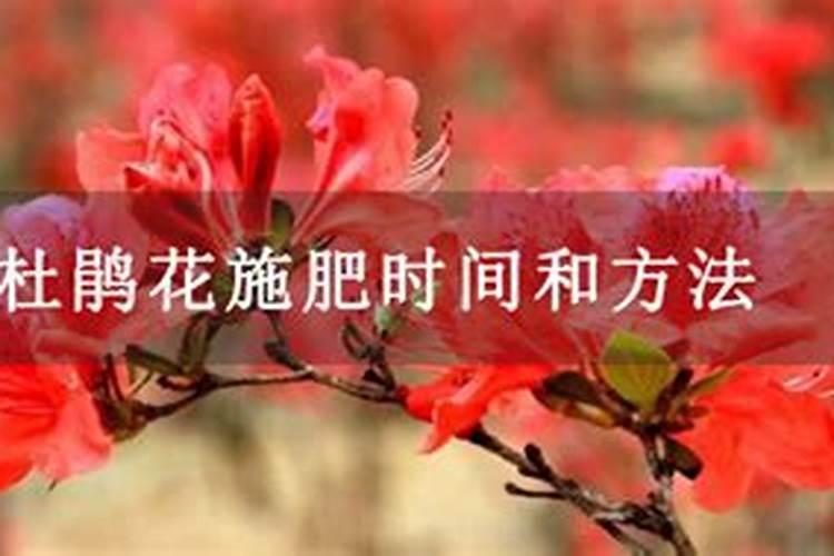 什么时候给杜鹃花喷施叶面肥比较合适