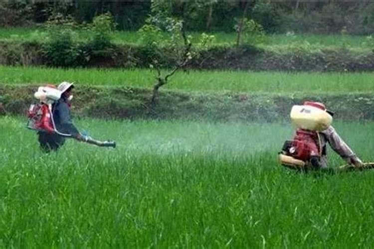 叶面肥的最佳使用方法 2013年我们该如何防范小麦病虫害