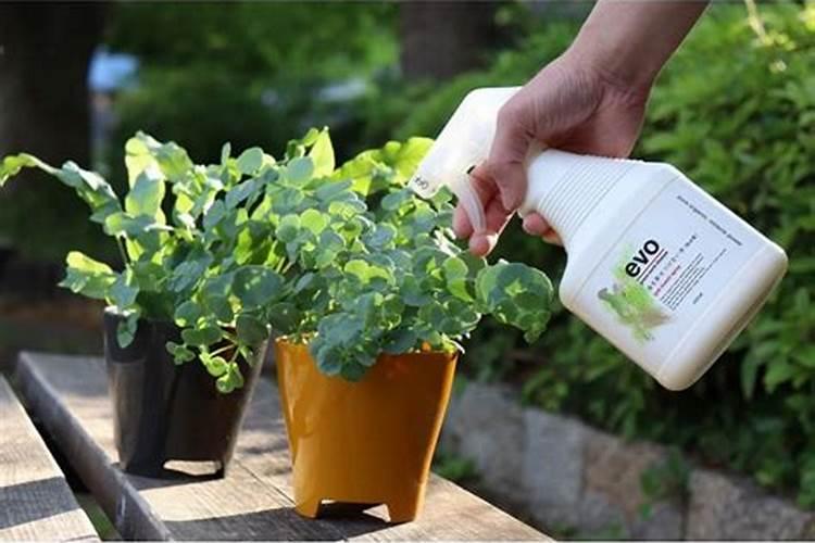 盆栽观叶植物怎样施叶面肥？