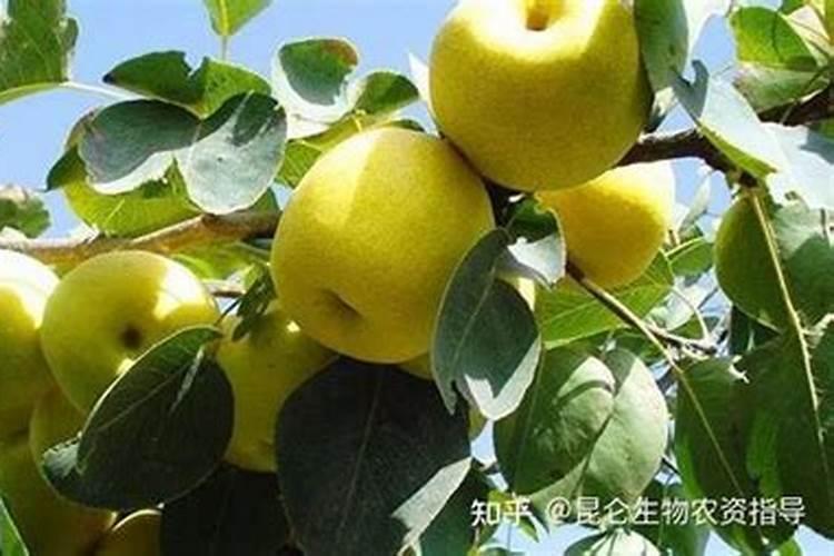 梨树叶面肥用那一种肥？能防果树缺它所需要的养份和病虫害？
