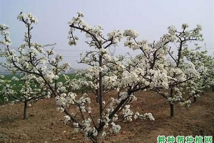 香梨有哪些功效？栽培的过程中应该怎样进行施肥？