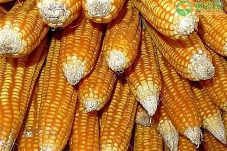 金正大控释玉米专用肥261212多少钱一吨