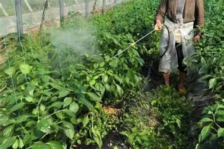 10度以下能打叶面肥吗 叶面肥有哪些