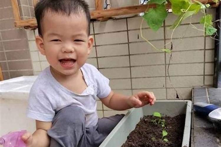 沉香种子播种方法