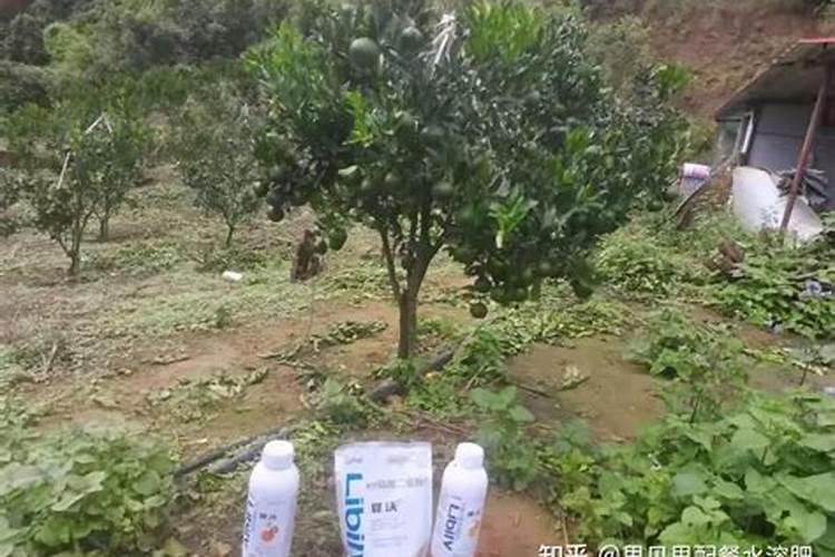 气温下降还能给大蒜打叶面肥吗？