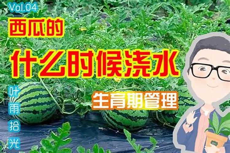 西瓜移栽可用平衡行水溶肥浇水吗？