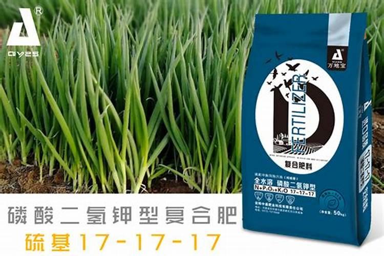夏季养护罗汉松需要注意些什么