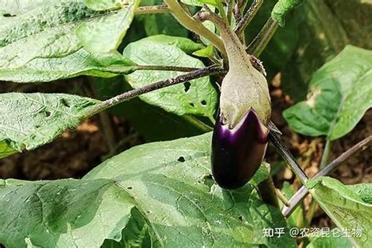 茄子长的慢喷什么叶面肥好？