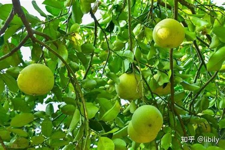 打什么能让柑橘果皮薄光滑？